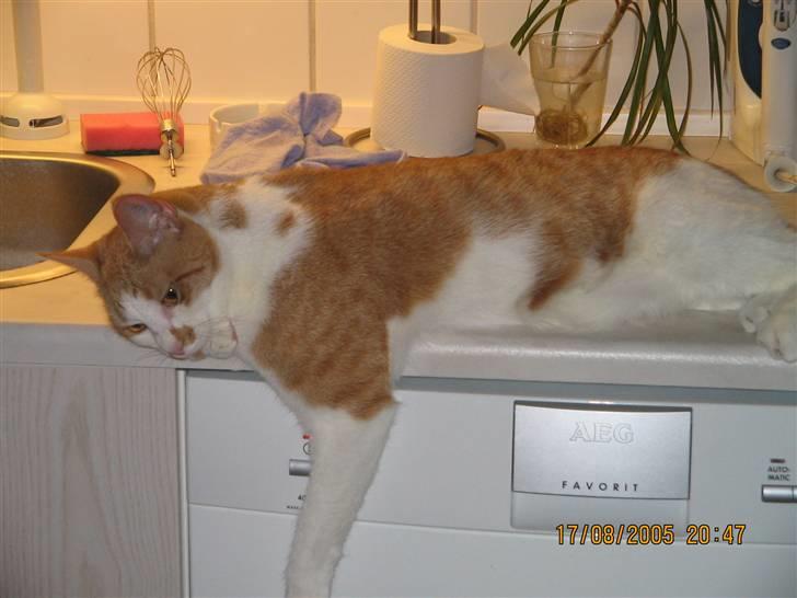 Huskat nala  billede 14