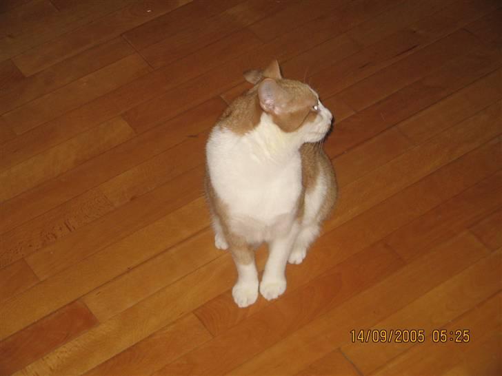 Huskat nala  billede 15