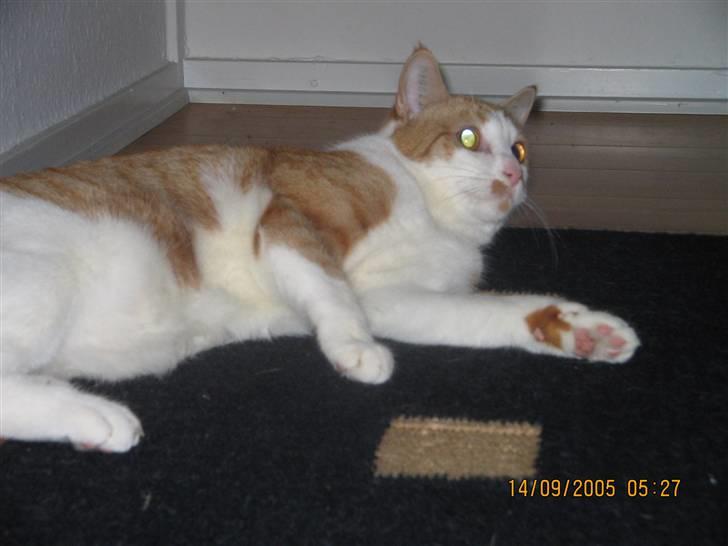 Huskat nala  billede 16