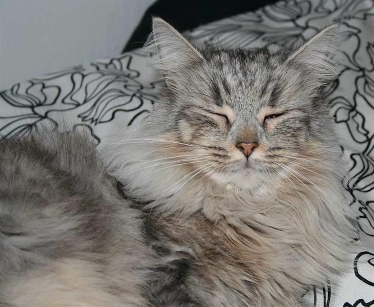 Norsk Skovkat Rebecca billede 1