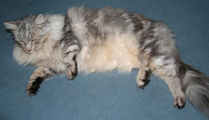 Norsk Skovkat Rebecca billede 2