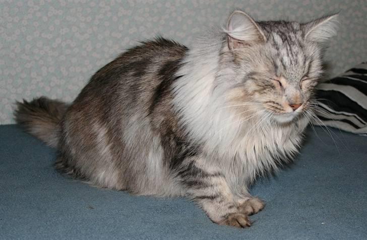 Norsk Skovkat Rebecca billede 3