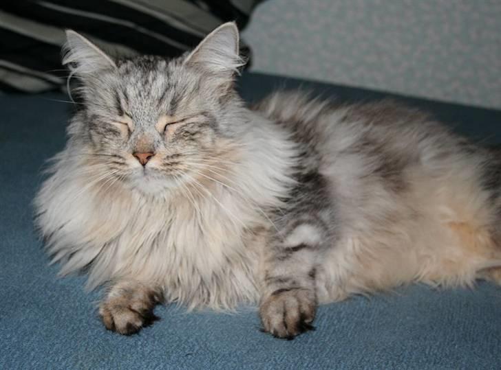 Norsk Skovkat Rebecca billede 4