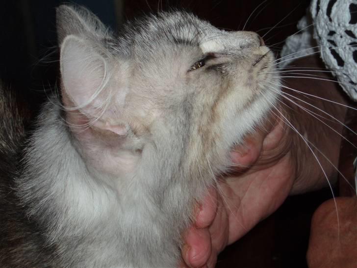 Norsk Skovkat Rebecca billede 5