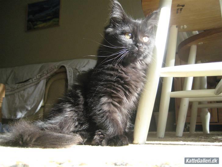 Maine Coon Coco - Jeg er megalækker! billede 12