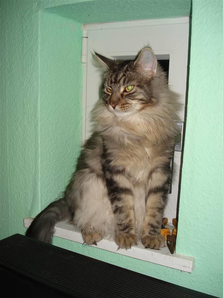 Maine Coon Diego - En rigtig lille bandit... billede 1