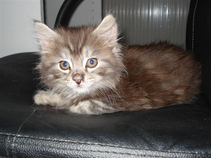 Maine Coon Diego billede 2