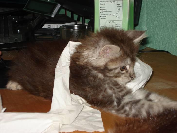 Maine Coon Diego billede 3