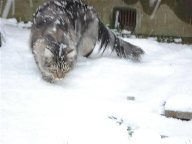 Maine Coon Diego - Arh hvad er det billede 4