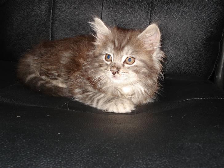 Maine Coon Diego - Min plads billede 5