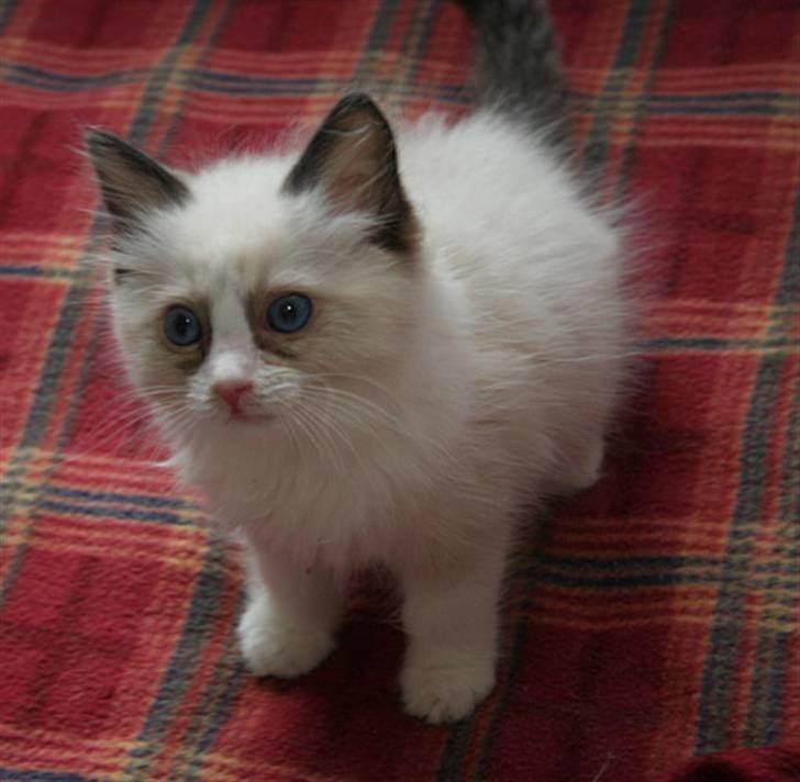 Ragdoll S*Chorotegas Victor Hugo billede 9