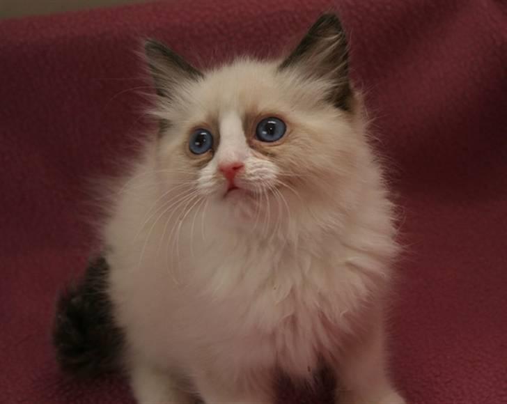 Ragdoll S*Chorotegas Victor Hugo billede 10