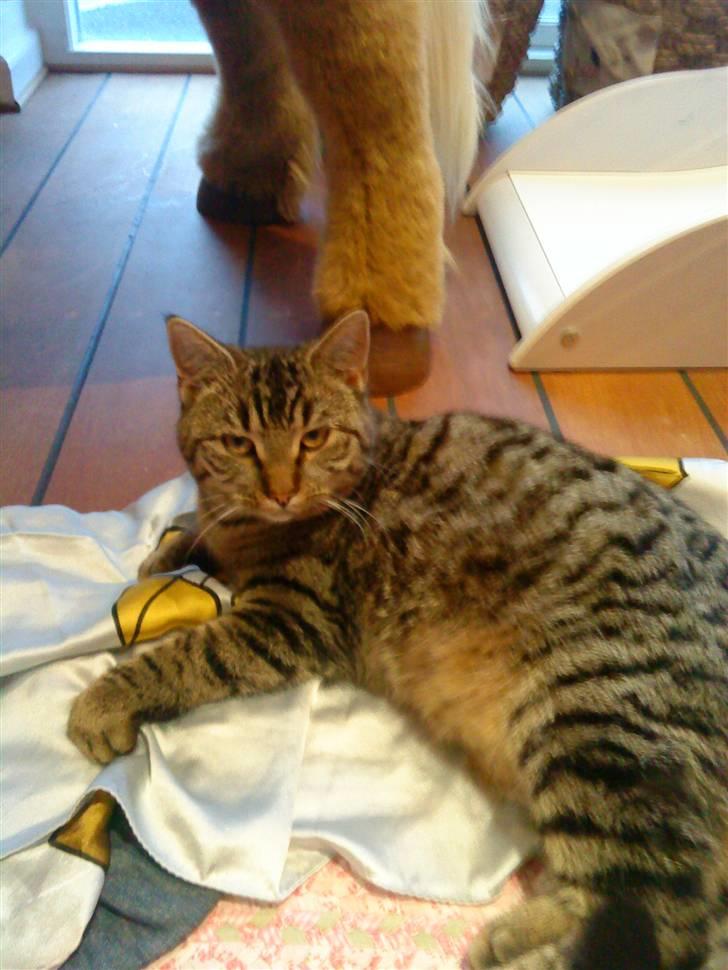 Huskat Tiger  - DEJLIGE MIS <333 ELSKER DIG 4´EVER  billede 1