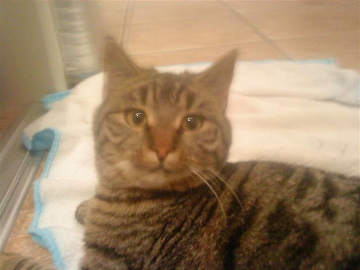 Huskat Tiger  - HALLØJ :-D billede 2