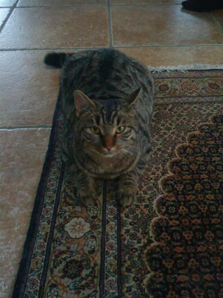 Huskat Tiger  - MAN KAN DA OGSÅ KAMMOFLERE SIG :P  HAHA billede 3