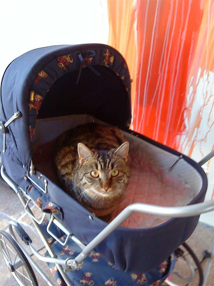 Huskat Tiger  - JEG SNUPPER LIGE EN MIDDAGS LUR <33 billede 4