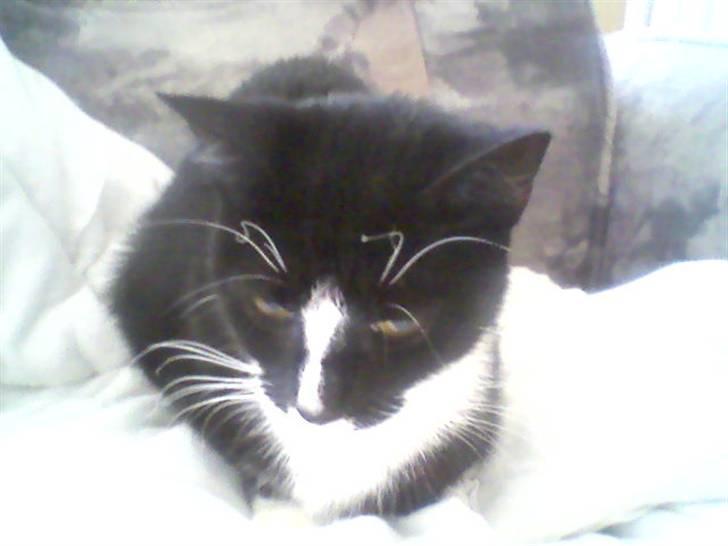 Huskat Freja - HEj velkommen til min profil billede 1