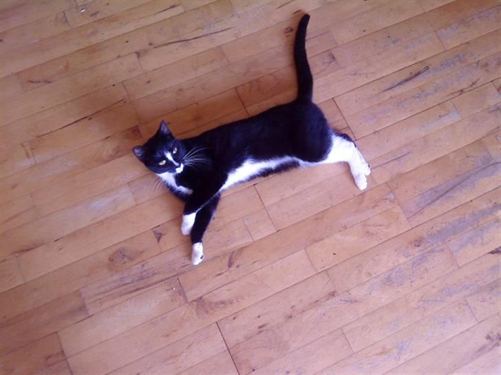 Huskat Freja - God dav billede 2