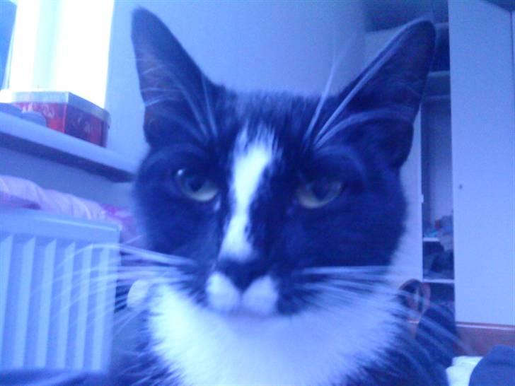 Huskat Freja billede 3