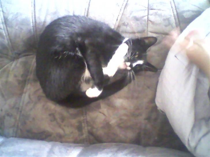 Huskat Freja billede 4