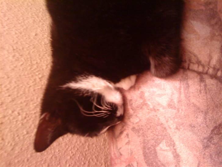 Huskat Freja billede 5