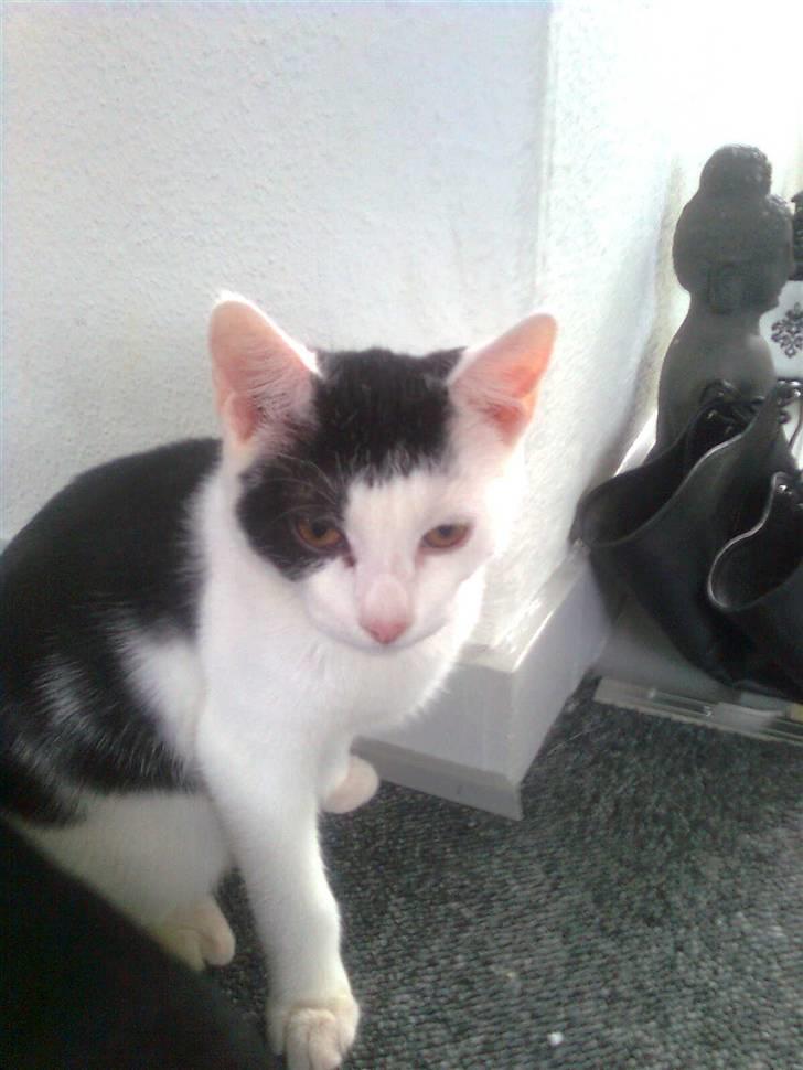 Huskat Plet<3 - Velkommen til min profil:-) billede 1