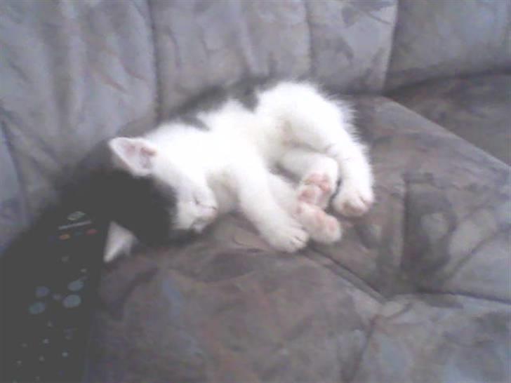 Huskat Plet<3 - ;-) billede 2