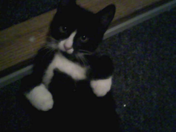 Huskat Bertram - Velkommen til min profil:-) billede 1