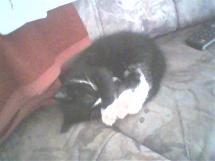 Huskat Bertram - ;-) billede 2