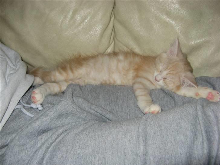 Blanding af racer Mille billede 6