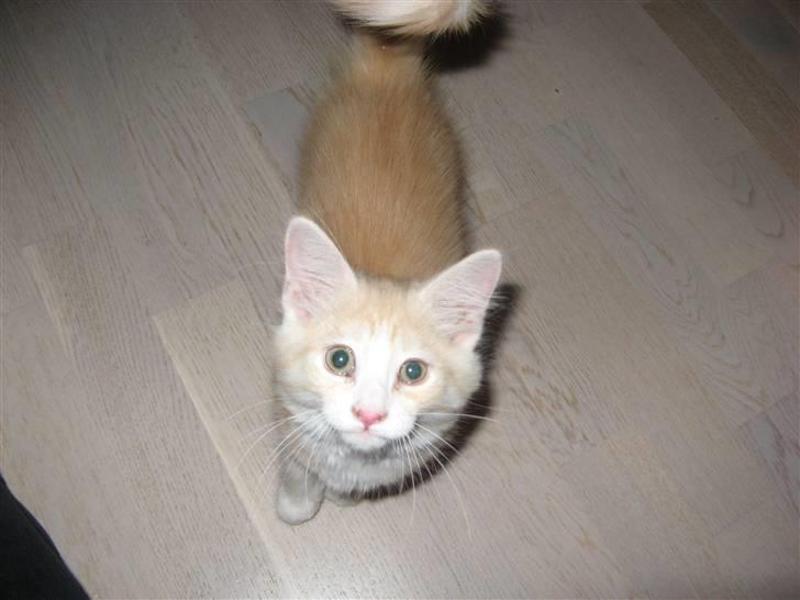 Blanding af racer Mille billede 8