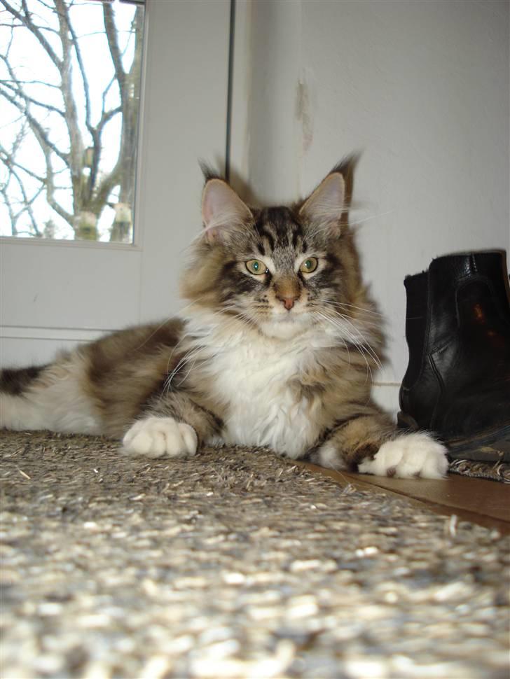 Maine Coon Valdemar død den. 16.11.16 - Uhm, det er er bare et dejligt sted at ligge:o) billede 9