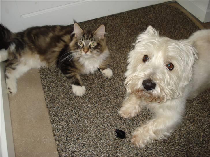 Maine Coon Valdemar død den. 16.11.16 - Det er så min ven Kåre. billede 10