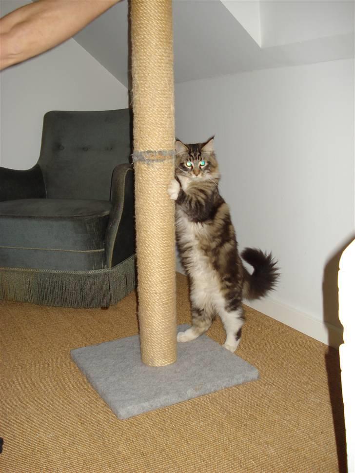 Maine Coon Valdemar død den. 16.11.16 - Her ordner jeg mine klør. billede 11