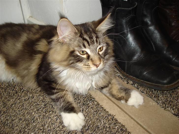 Maine Coon Valdemar død den. 16.11.16 - Miiiig..... billede 12