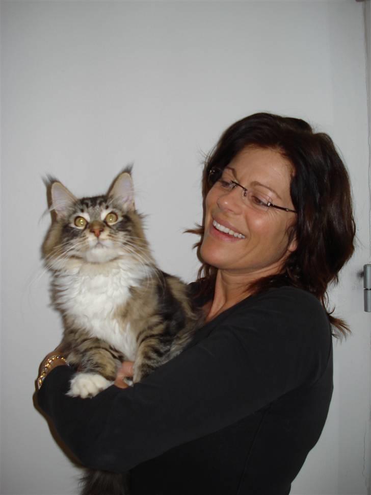 Maine Coon Valdemar død den. 16.11.16 - Min moaaar. billede 13