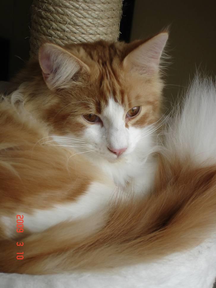 Norsk Skovkat Enzo Aslan billede 8