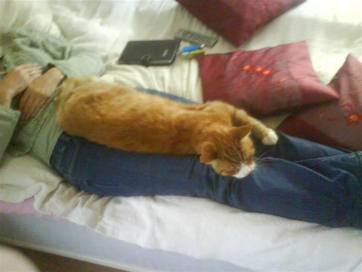 Blanding af racer Stalin R.I.P billede 4