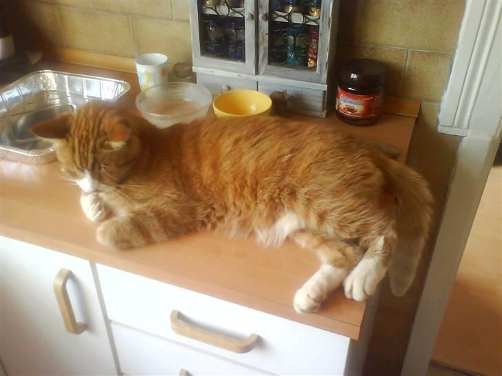 Blanding af racer Stalin R.I.P billede 6