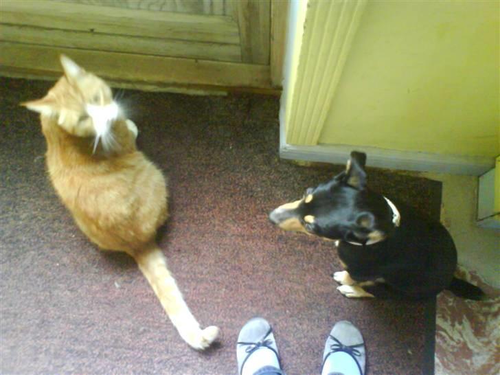 Blanding af racer Stalin R.I.P billede 7