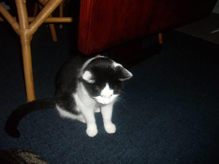 Huskat Maja billede 10