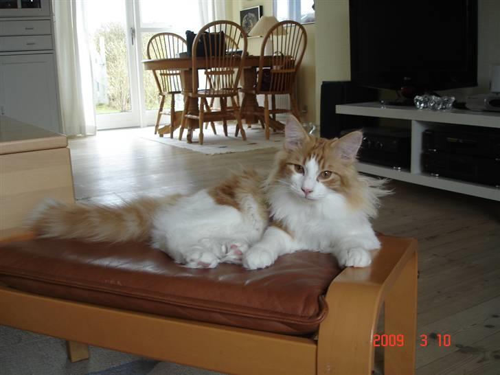 Norsk Skovkat Enzo Aslan billede 9