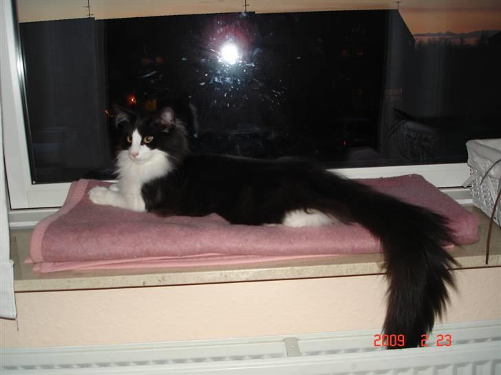 Norsk Skovkat Enya Zaphira - Jeg ER en smuk skovkattepige, og enormt sød, siger Mor. billede 8