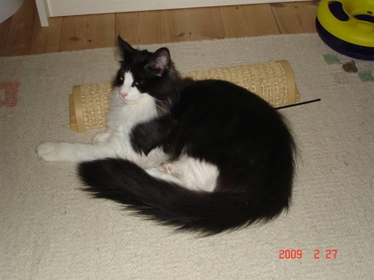 Norsk Skovkat Enya Zaphira billede 9