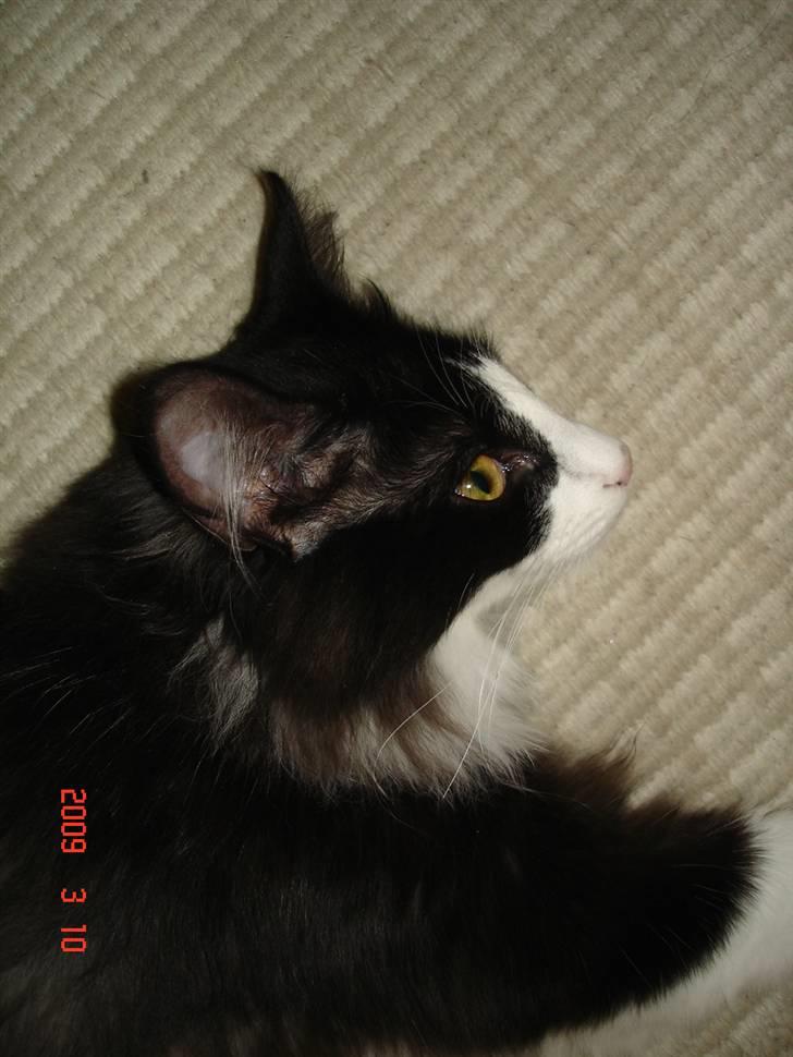 Norsk Skovkat Enya Zaphira billede 10