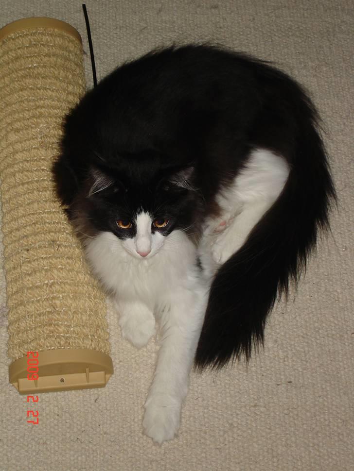 Norsk Skovkat Enya Zaphira - Jeg er smadder glad for mit lille kradsebræt - og det har jeg da bare fået af Rikke billede 11