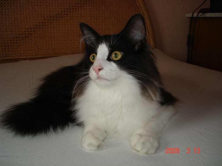 Norsk Skovkat Enya Zaphira - Jeg er en rigtig smuksak billede 12