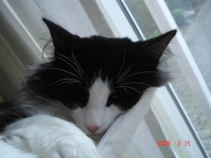 Norsk Skovkat Enya Zaphira billede 13