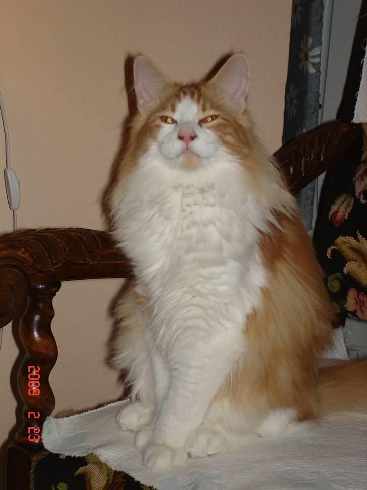 Norsk Skovkat Enzo Aslan - Man er vel en HANKAT! billede 10