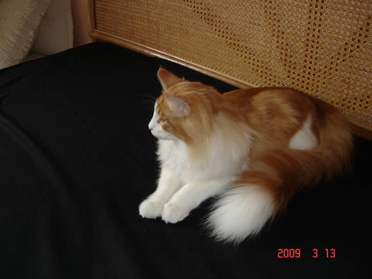 Norsk Skovkat Enzo Aslan - Jeg er lige blevet børstet billede 11